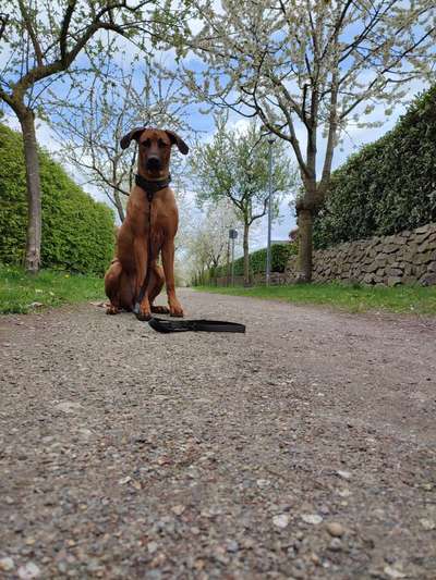 Hundetreffen-Spaziergänge üben-Bild