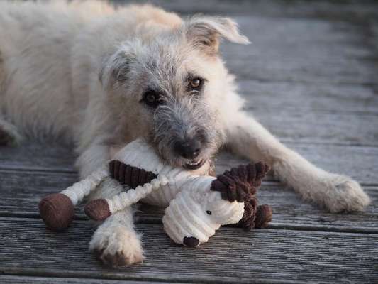 Hunde aus dem Tierschutz: Bulgarien-Beitrag-Bild