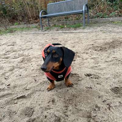 Hundetreffen-Mantrailing PartnerInnen gesucht-Bild