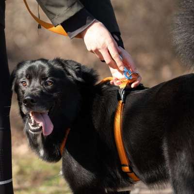 Hundetreffen-Gassirunde, Spielen/Toben, Training, Hundekumpel-Profilbild