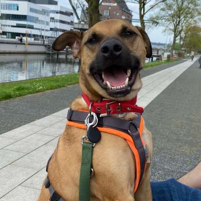 Hundetreffen-Trainingsspaziergang-Bild