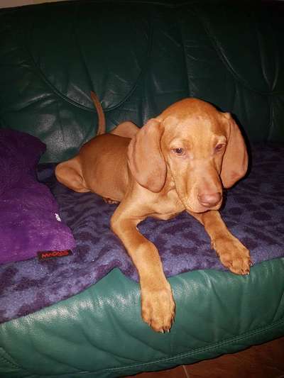 Magyar Vizsla UK-Beitrag-Bild