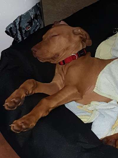 Magyar Vizsla UK-Beitrag-Bild
