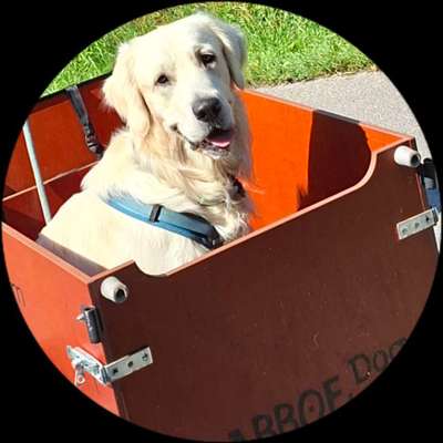 Hundetreffen-Junghunde-Bild