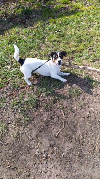 Hundetreffen-Junghudtreffen auf dem Deich in Lüchow-Bild