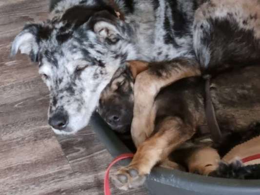 Foto Challenge 103    Hundefreundschaften-Beitrag-Bild