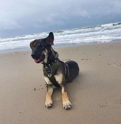 Mischlinge raten - Rätselspaß-Beitrag-Bild