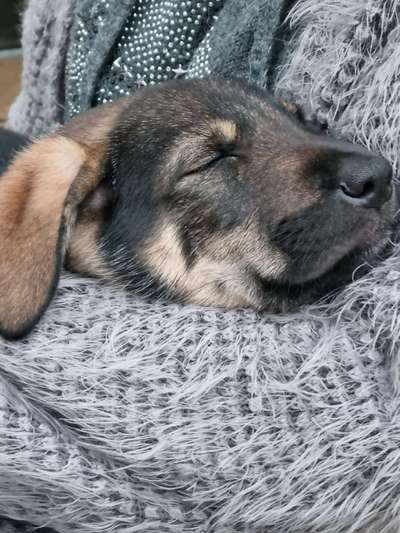 Zeigt mir die tollste Nahaufnahme von eurer Fellnase-Beitrag-Bild