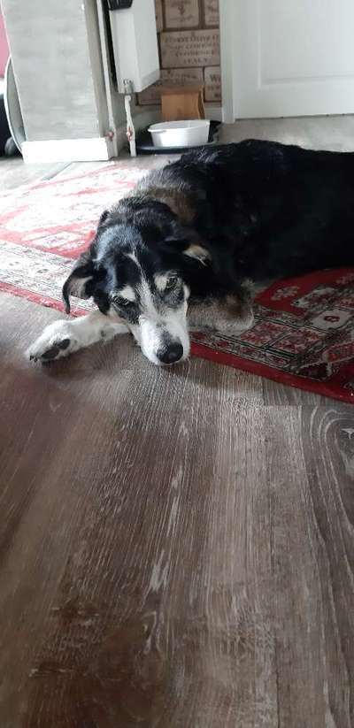 Unsere Fellnasen im Regenbogenland-Beitrag-Bild