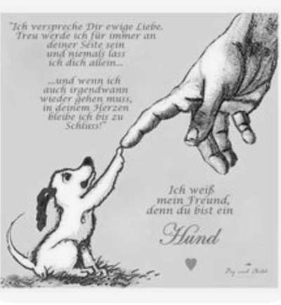 Unsere Fellnasen im Regenbogenland-Beitrag-Bild