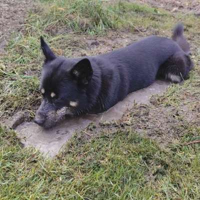 Hundetreffen-Gassi- oder Spielrunde im Raum Weißwasser/ Schleife/ Spremberg-Bild