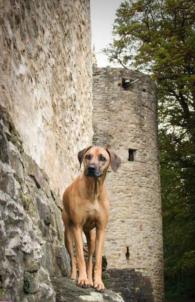 Rhodesian Ridgeback-Beitrag-Bild