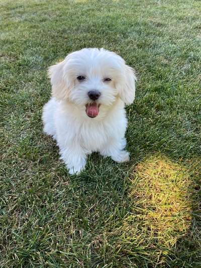 Tongue Out Tuesday-Beitrag-Bild