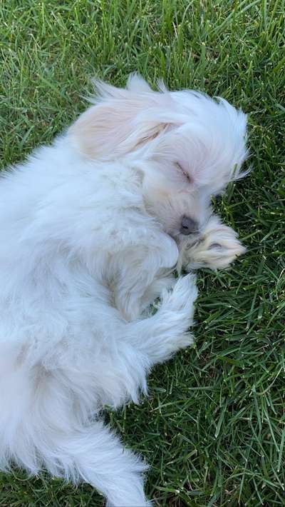 Dogorama Photo Challenge - Schattiges Plätzchen-Beitrag-Bild