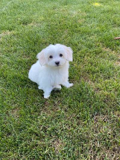 Welpen Bilder !-Beitrag-Bild