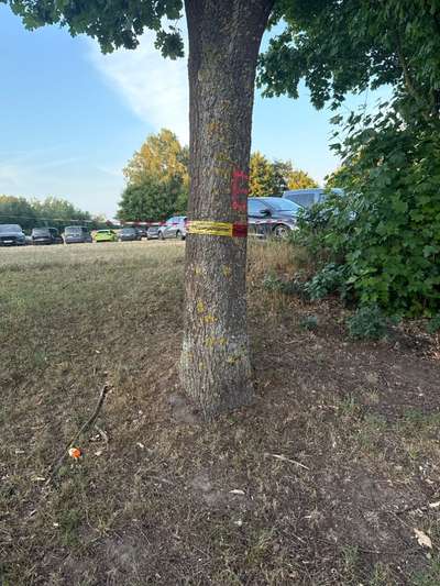Giftköder-Eichenprozessionsspinner-Bild