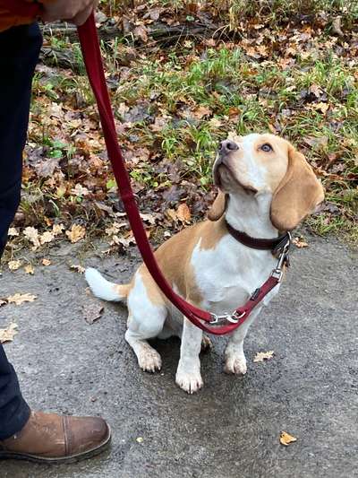 Hundetreffen-Sozial walk und kontrolliertes Spielen-Bild