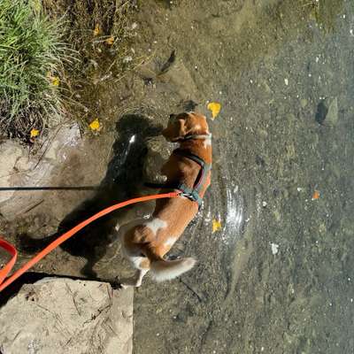Hundetreffen-Sozial walk und kontrolliertes Spielen-Bild