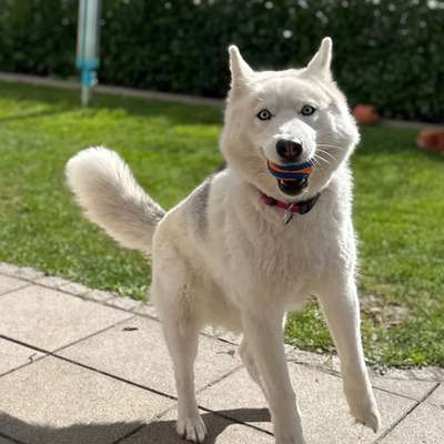 Hundetreffen-Suchen Spielkameraden ☺️-Bild