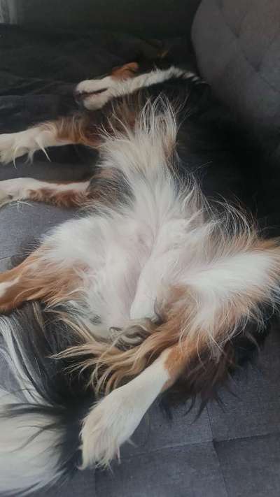 Foto Challenge Thema "Gummihund😁"-Beitrag-Bild