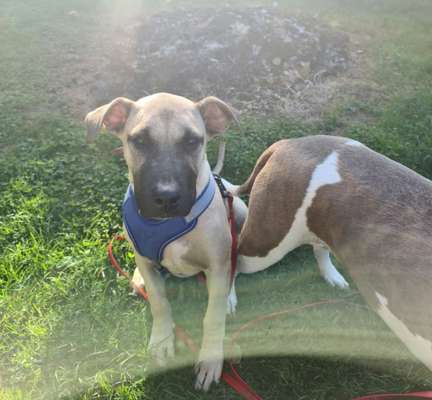 Auslandstierschutz-Beitrag-Bild