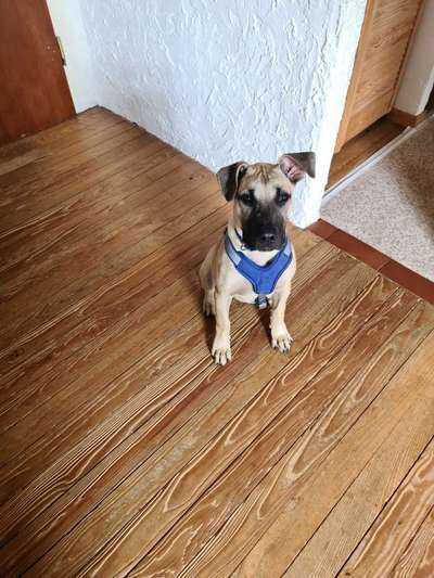 Hund aus dem Spanischen Tierschutz-Beitrag-Bild