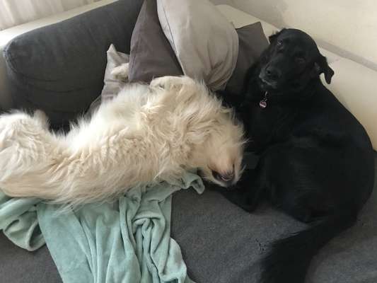 Gibts hier Mioritic Besitzer?-Beitrag-Bild