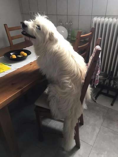 31. Handy - Fotochallenge
Vierbeiner mit am Tisch-Beitrag-Bild