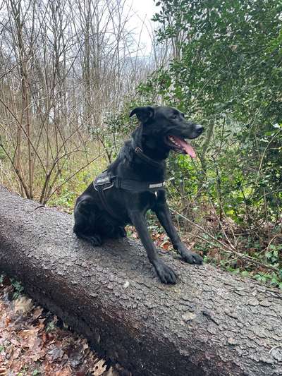 Labradorfans-Beitrag-Bild