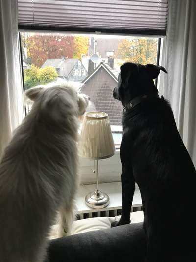 Gibts hier Mioritic Besitzer?-Beitrag-Bild