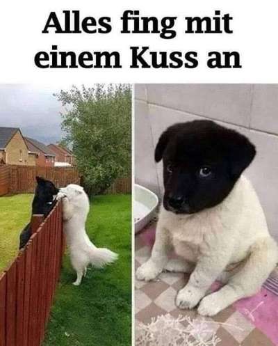 Hunde Memes-Beitrag-Bild
