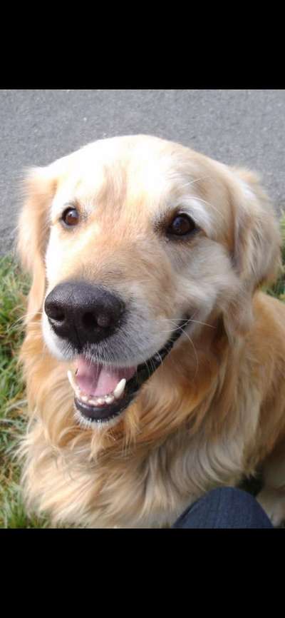 Unsere Fellnasen im Regenbogenland-Beitrag-Bild