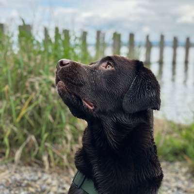 Hundetreffen-Gemeinsame Gassirunden-Bild