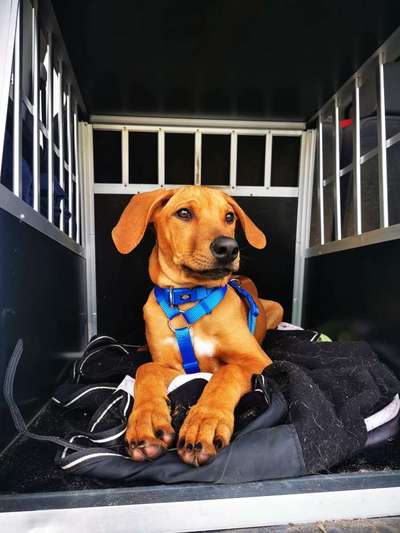 Rhodesian Ridgeback-Beitrag-Bild