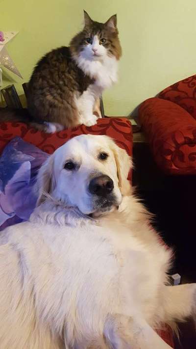 Wo sind die Golden Retriever Liebhaber?-Beitrag-Bild