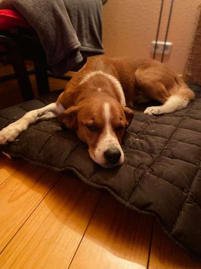 Appenzeller Sennenhunde-Beitrag-Bild