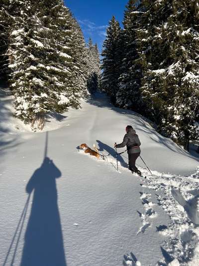 Appenzeller Sennenhunde-Beitrag-Bild