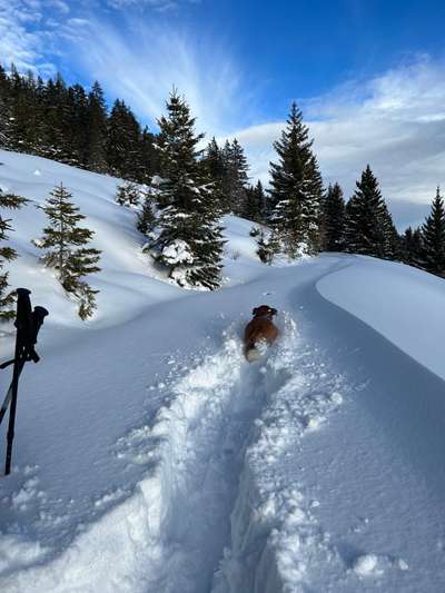 Appenzeller Sennenhunde-Beitrag-Bild