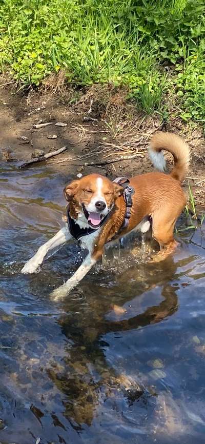 Appenzeller Sennenhunde-Beitrag-Bild