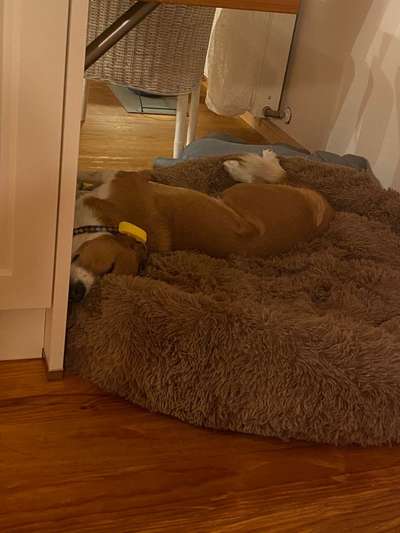 Appenzeller Sennenhunde-Beitrag-Bild