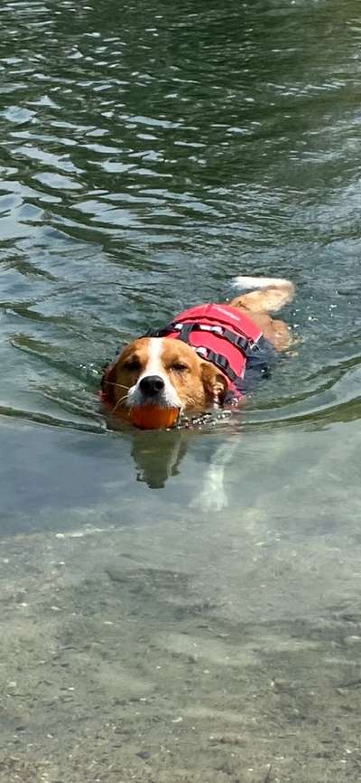 Labradorfans-Beitrag-Bild