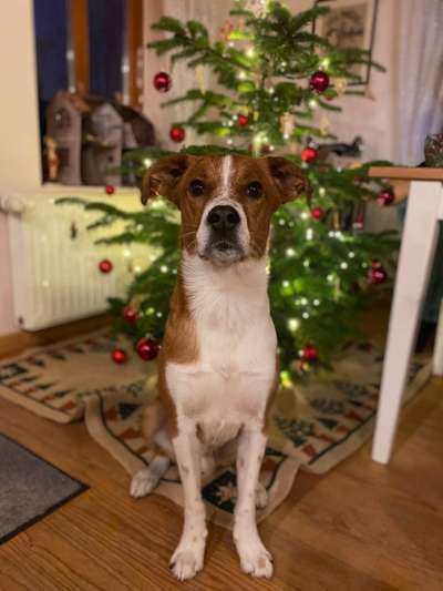 Appenzeller Sennenhunde-Beitrag-Bild