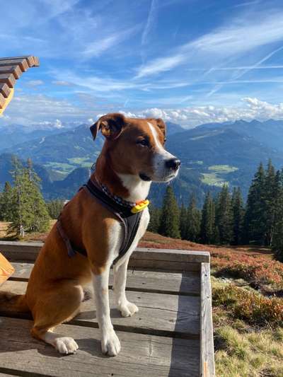 Appenzeller Sennenhunde-Beitrag-Bild