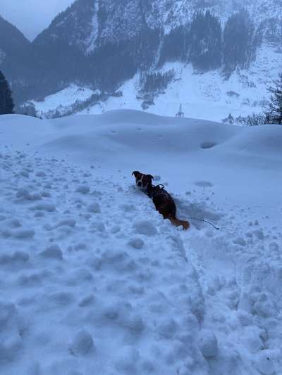 Appenzeller Sennenhunde-Beitrag-Bild