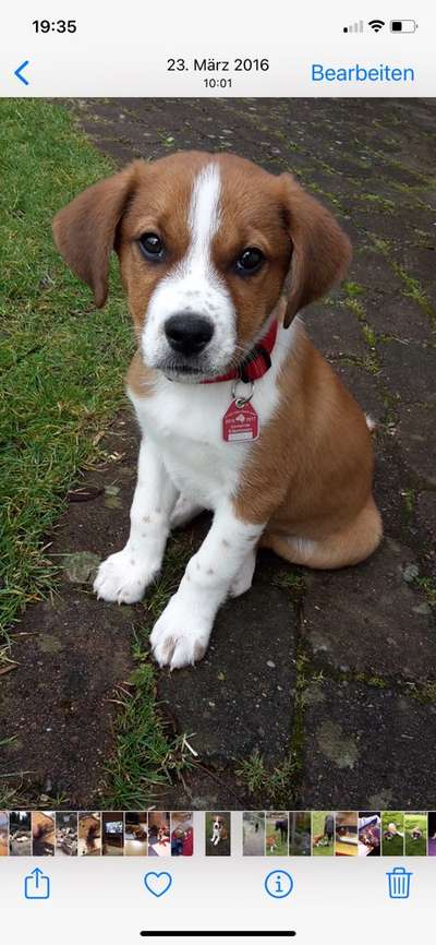 Appenzeller Sennenhunde-Beitrag-Bild