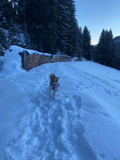 Appenzeller Sennenhunde-Beitrag-Bild