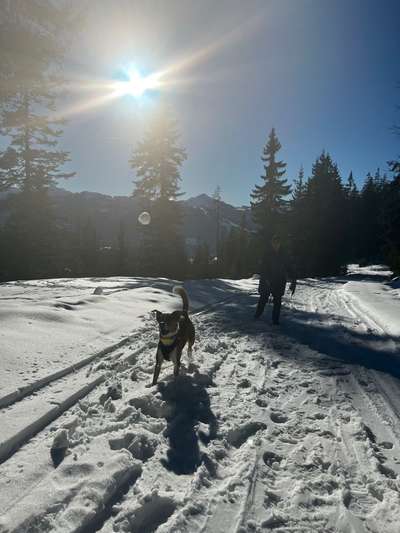 Appenzeller Sennenhunde-Beitrag-Bild