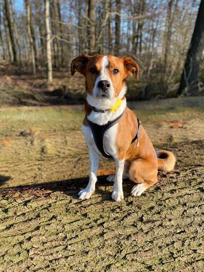 Appenzeller Sennenhunde-Beitrag-Bild