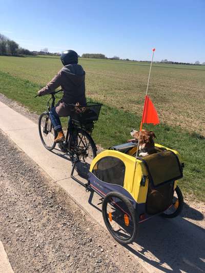 Appenzeller Sennenhunde-Beitrag-Bild