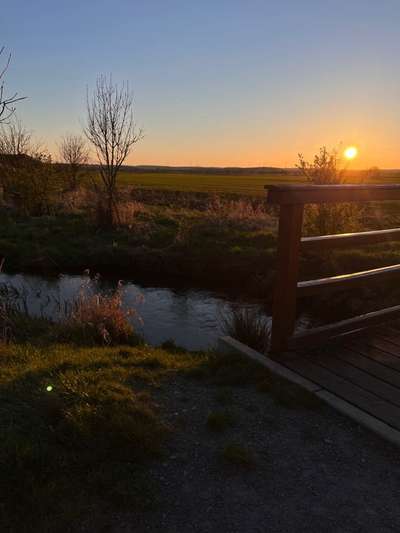 Hundeauslaufgebiet-Naturschutzgebiet Schweinfurt - Geldersheim-Bild